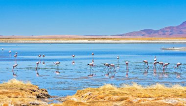 Flamingolar Los Flamencos Ulusal Rezervi 'nde Salar de Tara' da (Tara Salt Flat) besleniyor, Atacama Çölü, Şili