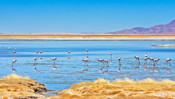 Flamingos Feeding Salar Tara Tara Salt Flat Los Flamencos National Εικόνα Αρχείου