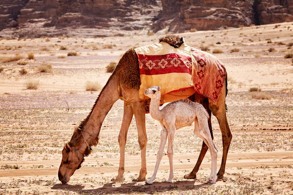 Rodzina Wielbłądów Cielęciem Pustyni Wadi Rum Jordania — Zdjęcie stockowe