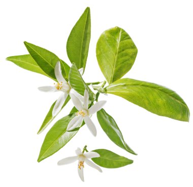 Neroli (Citrus aurantium) çiçekleri açık renkli üzerinde.