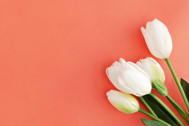 Bahar arka plan beyaz Lale çiçek Mercan rengi, üstten görünüm, düz lay ile.