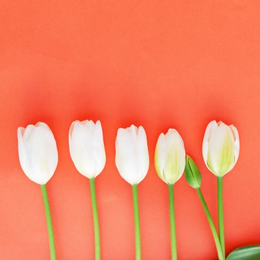 Bahar arka plan beyaz Lale çiçek Mercan rengi, üstten görünüm, düz lay ile.