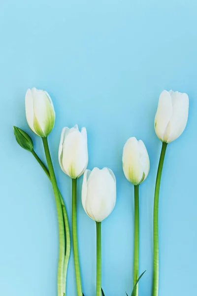 Fondo Primavera Con Flores Tulipanes Blancos Color Azul Claro Vista —  Fotos de Stock