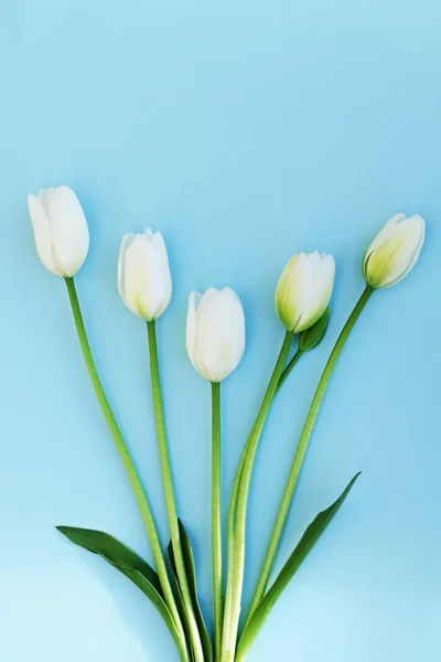 Fondo Primavera Con Flores Tulipanes Blancos Color Azul Claro Vista — Foto de Stock