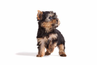 Mutlu Köpecik Yorkshire Teriyer köpeği