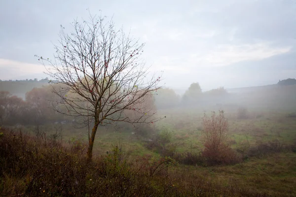 Árbol Solitario Con Hojas Caídas Paisaje Otoño Niebla Buenos Días —  Fotos de Stock