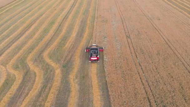 Letecký let na oběžné dráze nad kombajnem shromažďuje pšenici. Pořízeno dronem — Stock video