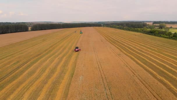 Vôo aéreo sobre ceifeiras-debulhadoras reúne o trigo. Tomado por drone — Vídeo de Stock