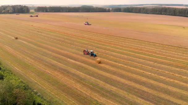 Aerial flying over harvesting grain field. Harvesting machinery works on field — Stock Video