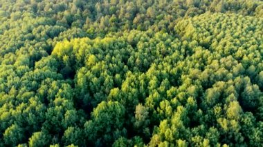 Uçuşlar karışık bir ormanda ağaçlara doğru iniyor. İnsansız hava aracı tarafından çekiliyor.