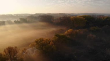 Parktaki ağaçların üzerinde sabah sisiyle kaplı bir hava. İnsansız hava aracı tarafından çekiliyor.