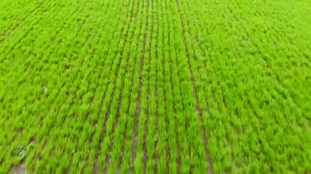 Voo aéreo sobre o campo plantado com culturas agrícolas, tomado por drone — Vídeo de Stock