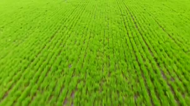 Vliegen vanuit de lucht over het met landbouwgewassen beplante veld, ingenomen door drone — Stockvideo