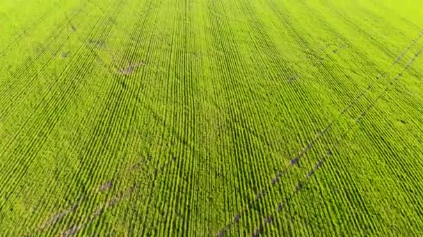 畑の上を畑の作物で飛ぶ空中飛行は太陽に照らされている — ストック動画