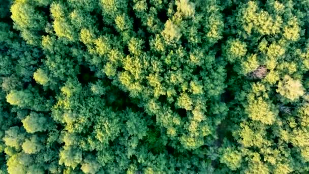 Letecký let nad smíšeným lesem, pohled dolů. Pořízeno dronem — Stock video