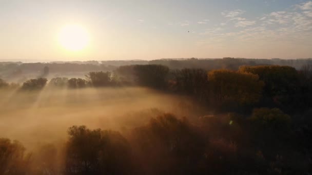 Воздушный полет над деревьями в парке, покрытый утренним туманом. Снято беспилотником — стоковое видео