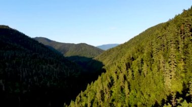 Borjomi, Gürcistan 'daki dağ çam ormanlarının üzerinden uçan hava yükselmesi