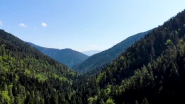 Borjomi 'deki dağ çam ormanına öğlen uçuşu.