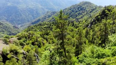 Borjomi rezervindeki ormanın tepesindeki bir çam ağacının etrafındaki hava uçuşu.