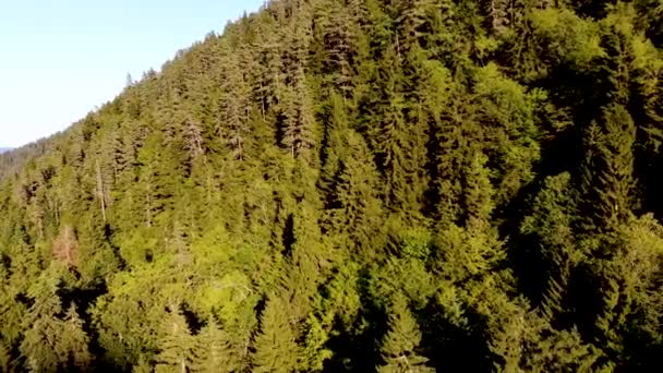 Letecký let nad horským lesem v rezervaci Borjomi v Georgii. Pořízeno dronem — Stock video