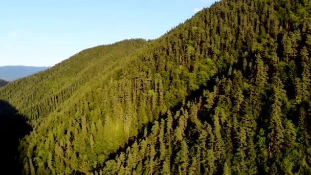 Vuelo aéreo que baja al bosque montañoso en reserva Borjomi, Georgia — Vídeos de Stock