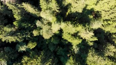 Çam ormanındaki kamp üzerinde uçan hava aracı. İHA aşağı bakıyor