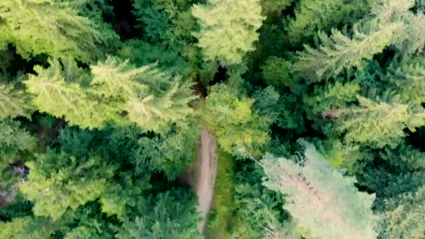 Vista aérea del camping en el bosque de pinos. Tomado por un dron, mirando hacia abajo — Vídeos de Stock