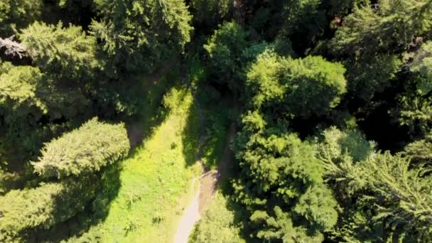 Luftaufnahme vom Zelten im Kiefernwald. Antenne hoch über dem Blick nach unten — Stockvideo