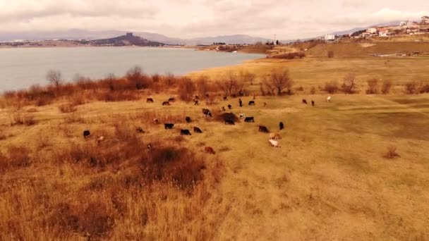 Lucht vliegend over kudde koeien grazend in een weiland bij het meer. Vlieg voorbij — Stockvideo