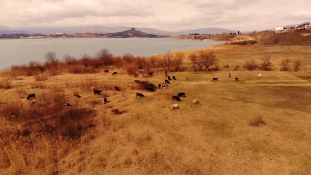 호수 옆의 목초지에서 풀을 뜯고 있는 소떼 위를 날고 있는 공중 선회 — 비디오