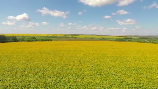Vliegen vanuit de lucht over het veld van zonnebloemen — Stockvideo