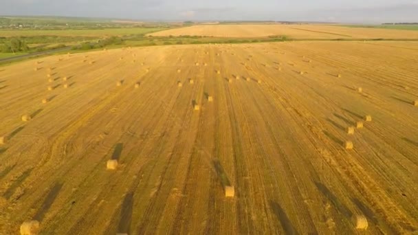 Voando aéreo sobre o campo com Haystacks — Vídeo de Stock