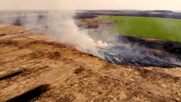 Le vol aérien s'élève au-dessus de l'herbe brûle dans une prairie. Vue rapprochée 