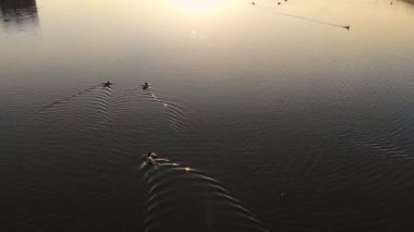 Şehir parkında ördeklerin üzerinde uçan hava aracı. İnsansız hava aracı tarafından çekiliyor.