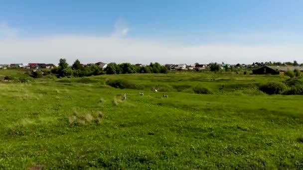 在一片绿色的草地上，空中拍摄到一群小山羊在吃草。 被无人驾驶飞机击中 — 图库视频影像