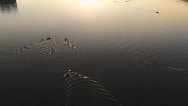 Şehir parkında ördeklerin üzerinde uçan hava aracı. İnsansız hava aracı tarafından çekiliyor. — Stok video