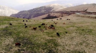 Dağ geçidinde otlayan inek sürüsünün üzerinden uçan bir uçak. İnsansız hava aracı tarafından çekiliyor.