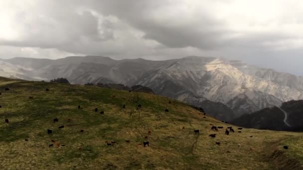 Воздушный полет над стадом коров, пасущихся на горном перевале. Снято беспилотником — стоковое видео