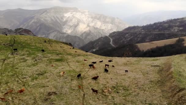 Letecký let nad stádem krav pasoucích se na horském průsmyku. Pořízeno dronem — Stock video