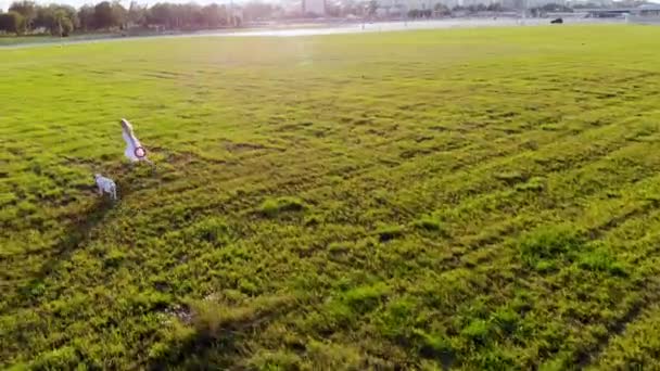 Menina bonita corre e brinca com seu cão dálmata. Tomado por drone ao pôr do sol — Vídeo de Stock