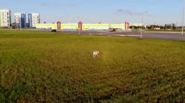 Dalmaçyalı genç köpek efendisiyle oynuyor. Gün batımında bir İHA tarafından çekildi.