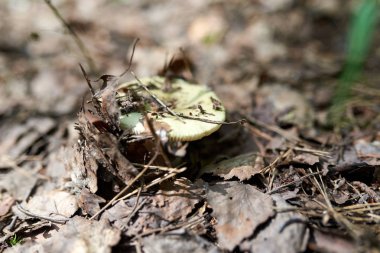 Öğleden sonra yaz ormanı. Dokular ve arka planlar