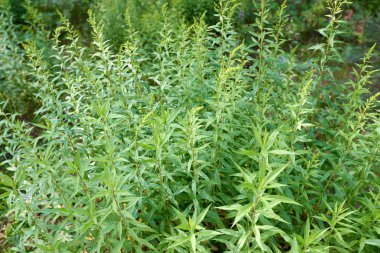 Öğleden sonra yaz ormanı. Dokular ve arka planlar