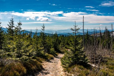 Ormanda yol, Polonya 'da Beskids dağları