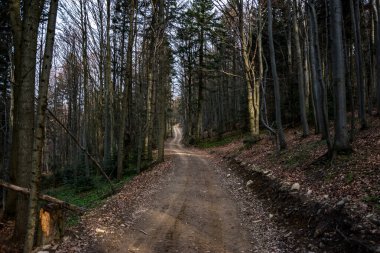Ormanda yol, Polonya 'da Beskids dağları
