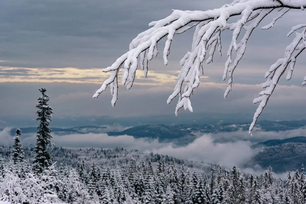 Inverno Sulle Montagne Polacche Montagne Della Slesia Beskid Alberi Coperti — Foto Stock