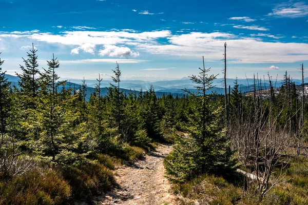 Sentiero Nella Foresta Montagne Beskids Polonia — Foto Stock