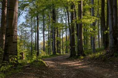Ormanda yol, Polonya 'da Beskids dağları