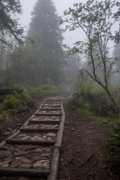 Path in the forest, Beskids mountains in Poland