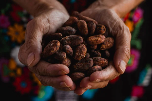Fagioli Cacao Primo Piano Sulle Mani Indigene Foto Stock Royalty Free